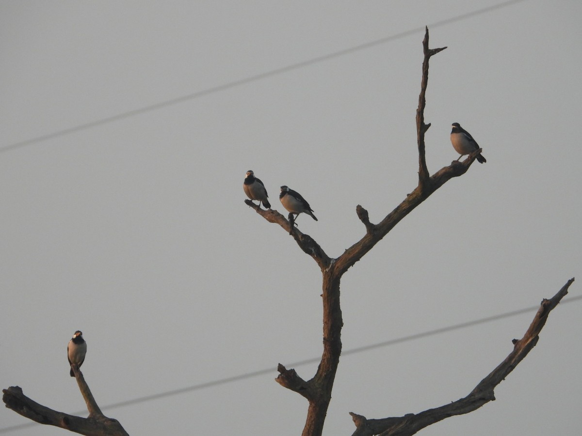 Indian Pied Starling - ML611572125