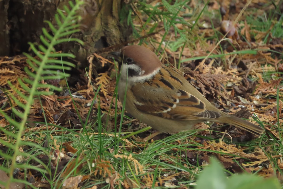 Eurasian Tree Sparrow - ML611572143