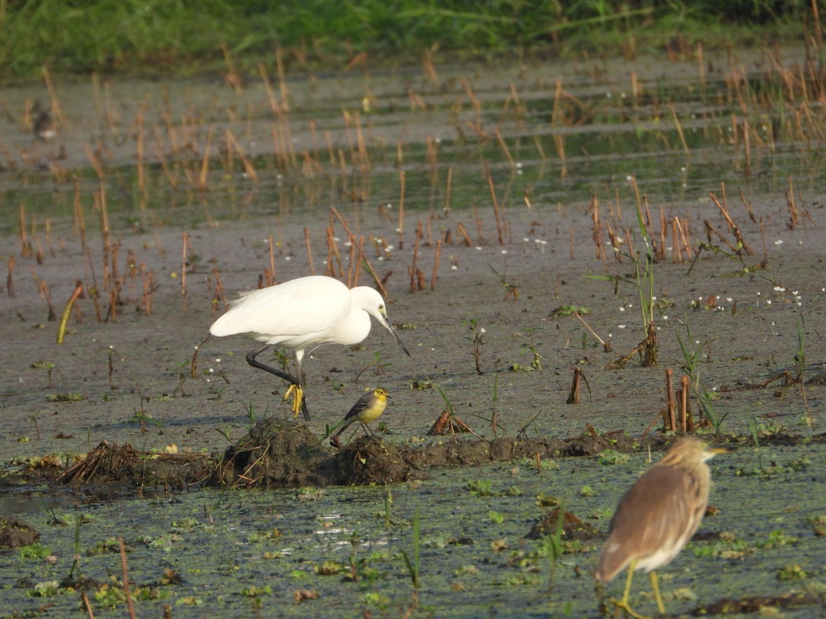 Little Egret - Chaiti Banerjee