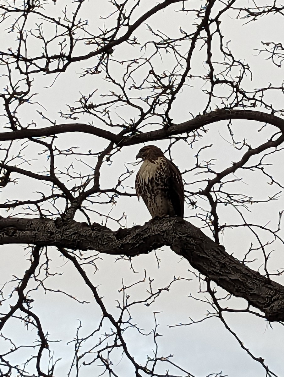 Red-tailed Hawk - ML611572288