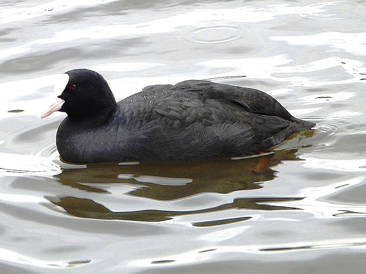 Eurasian Coot - ML611572304