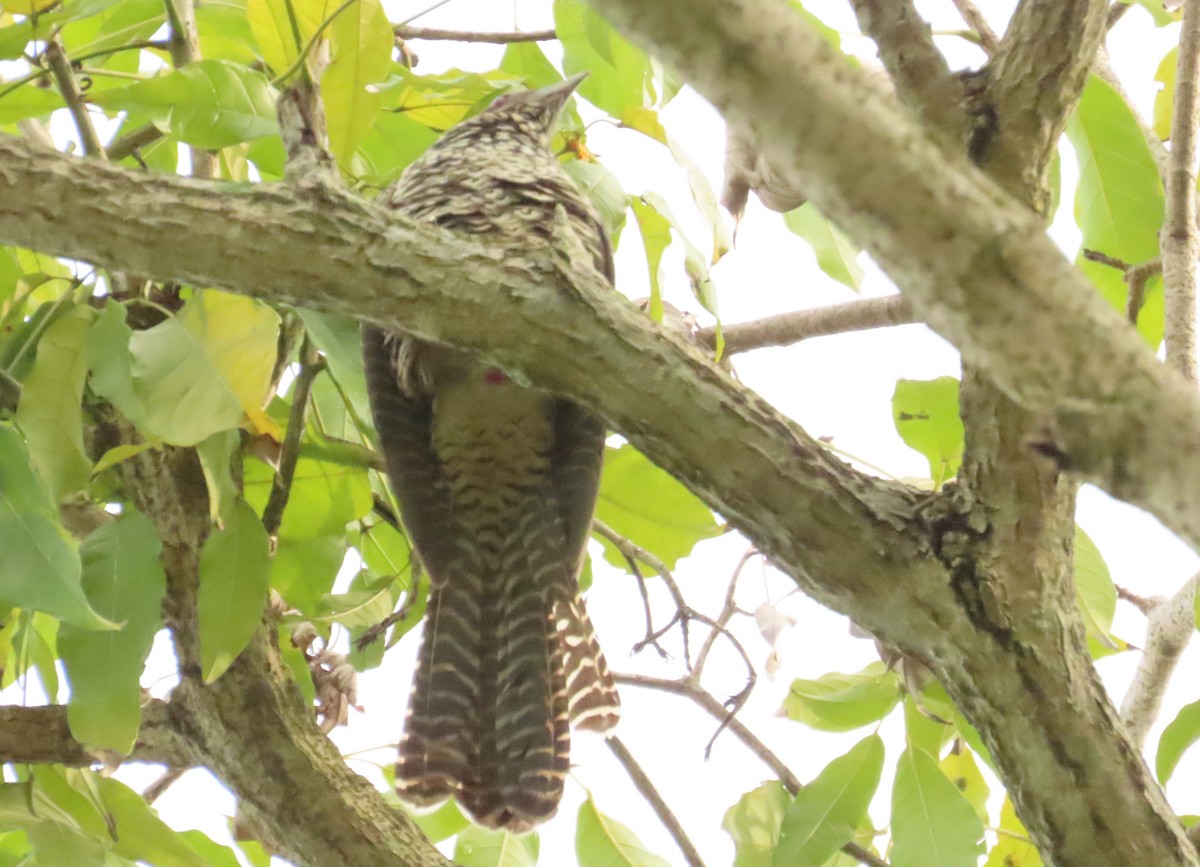 Asian Koel - ML611572357