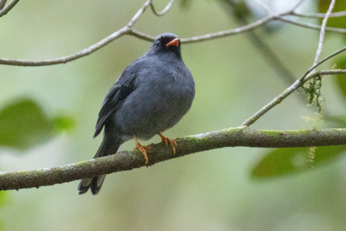 Black-faced Solitaire - ML611572364