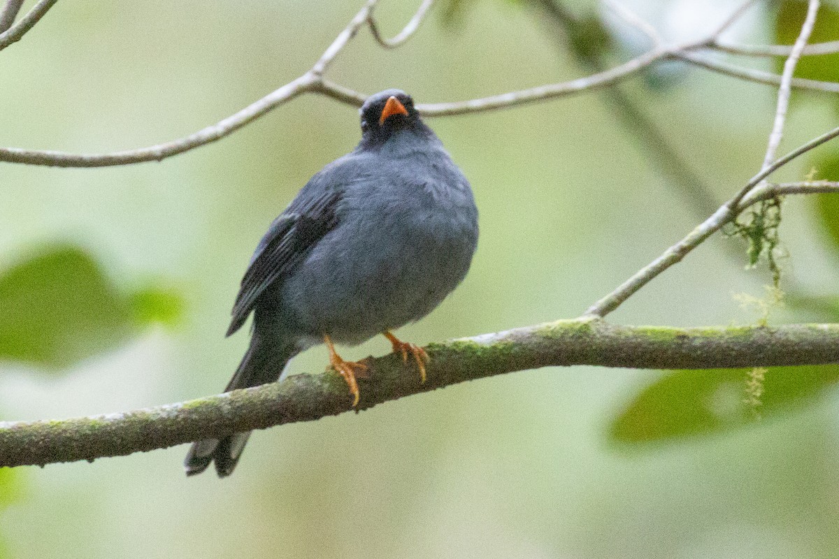 Black-faced Solitaire - Christine Mason