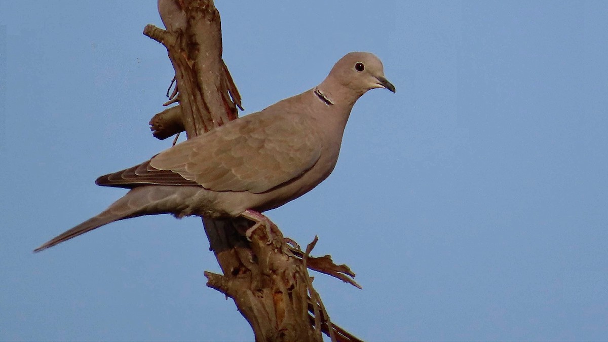 Eurasian Collared-Dove - ML611572404