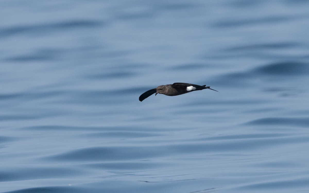 Wilson's Storm-Petrel - ML611572506