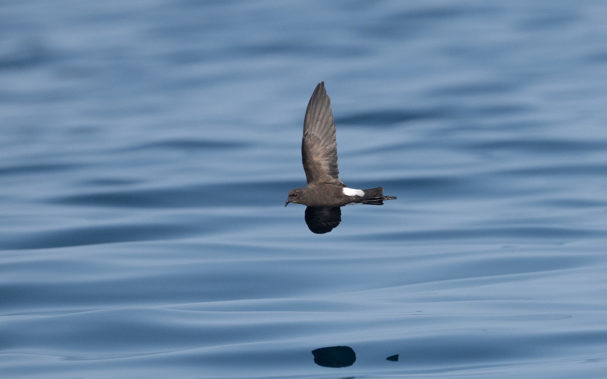 Wilson's Storm-Petrel - ML611572513