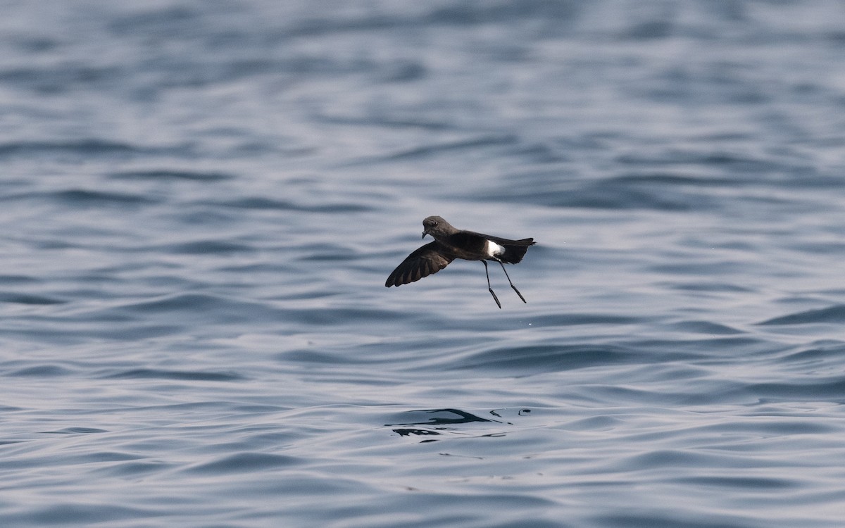 Wilson's Storm-Petrel - ML611572518