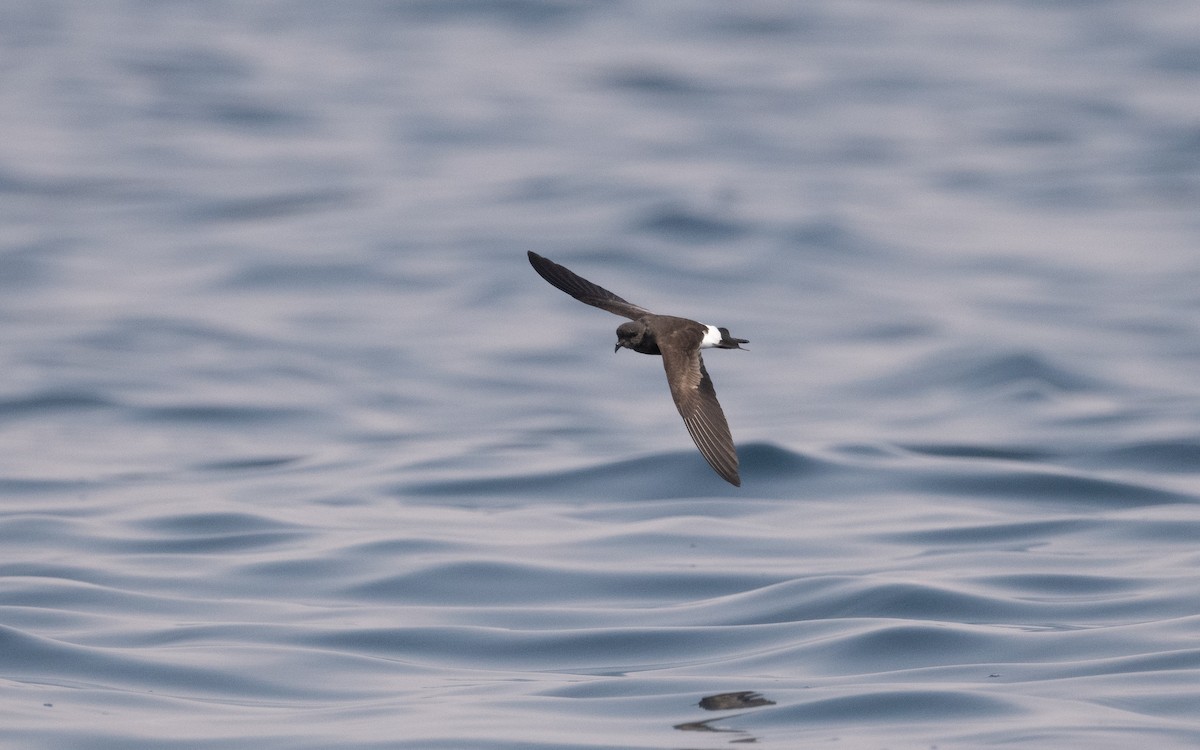 Wilson's Storm-Petrel - ML611572526