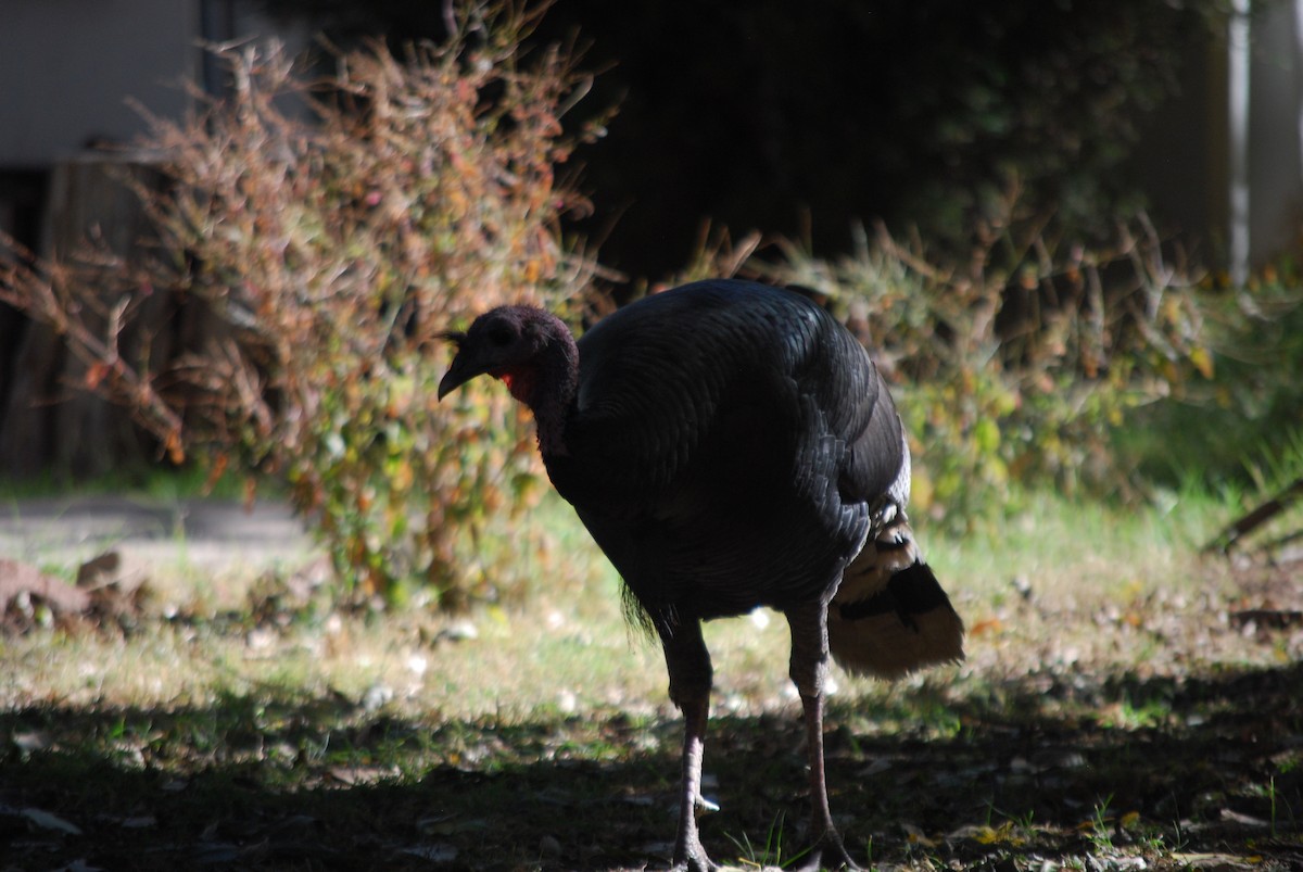 Wild Turkey - Martyn Drabik-Hamshare