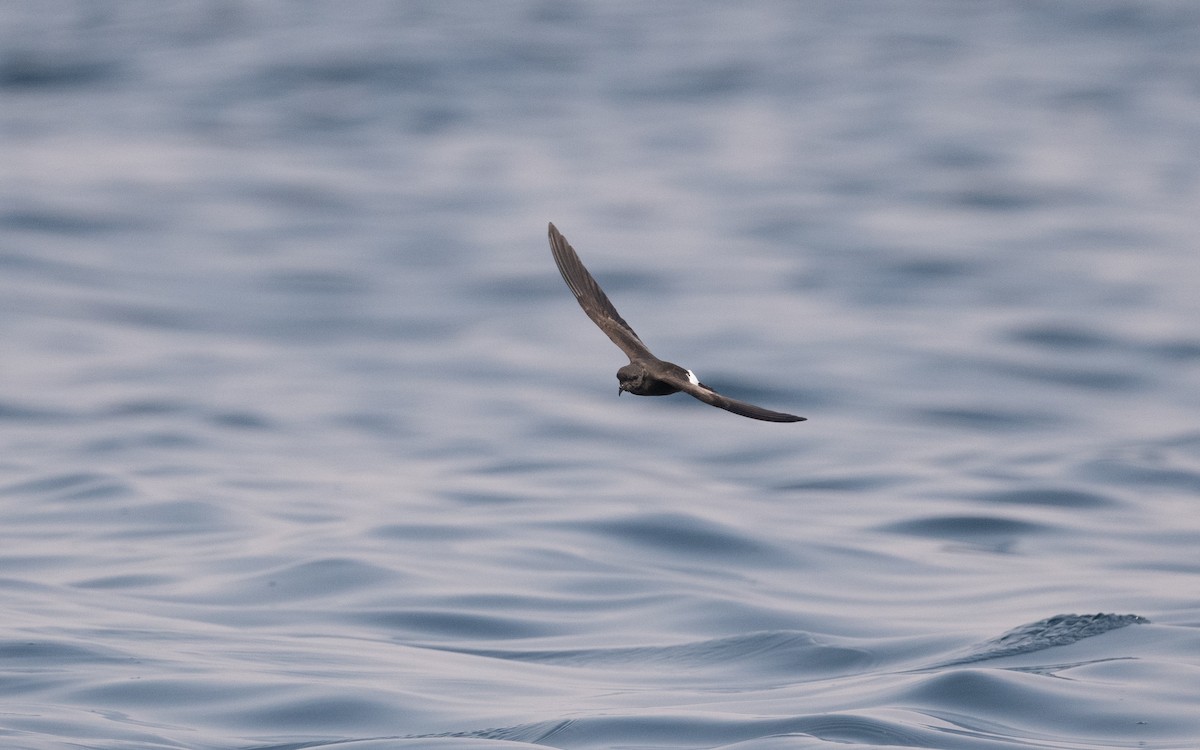 Wilson's Storm-Petrel - ML611572533