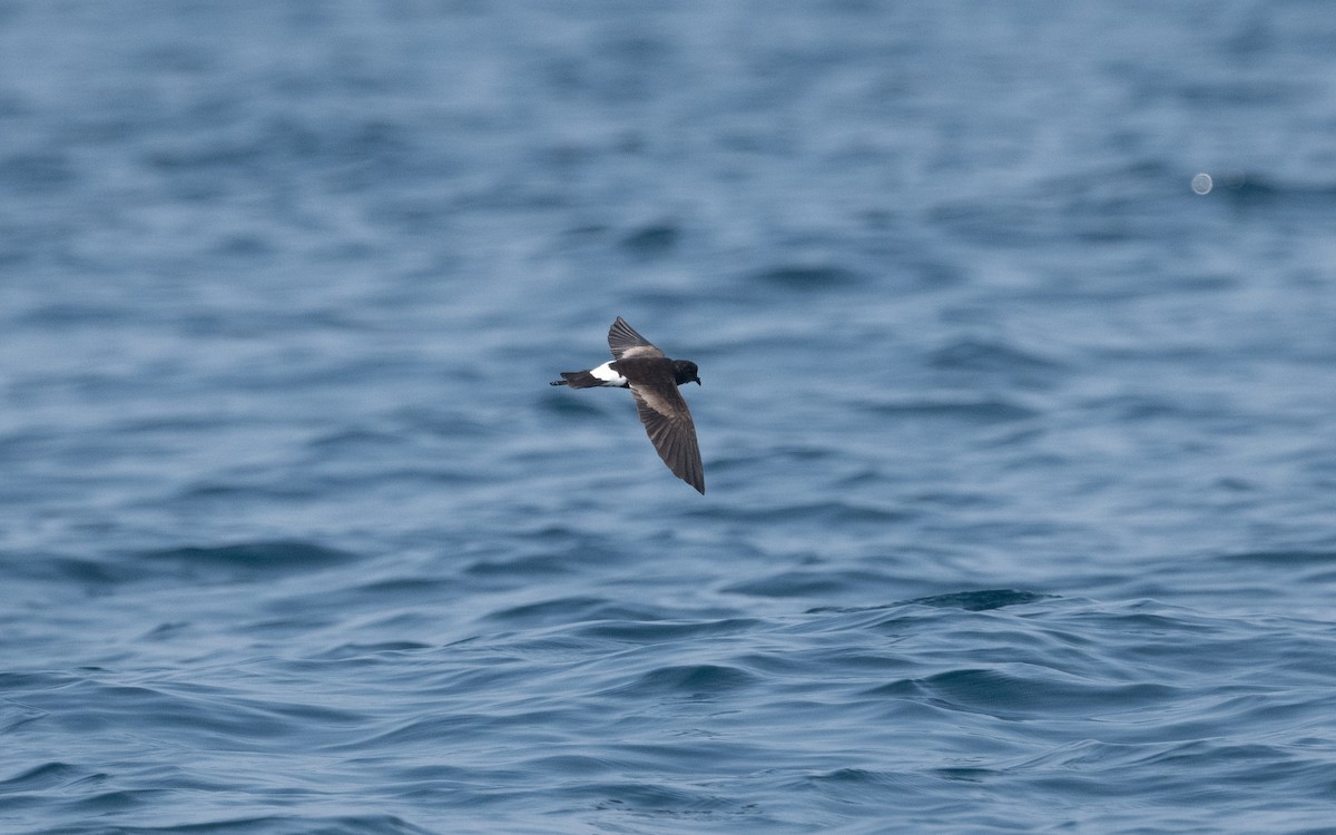Wilson's Storm-Petrel - ML611572536