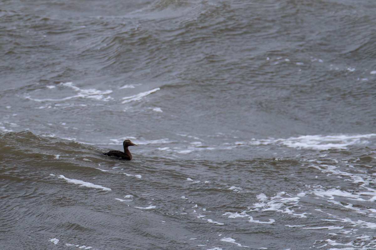 Common Eider - ML611572670