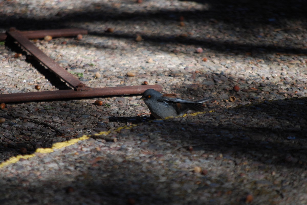 Yellow-eyed Junco - Martyn Drabik-Hamshare