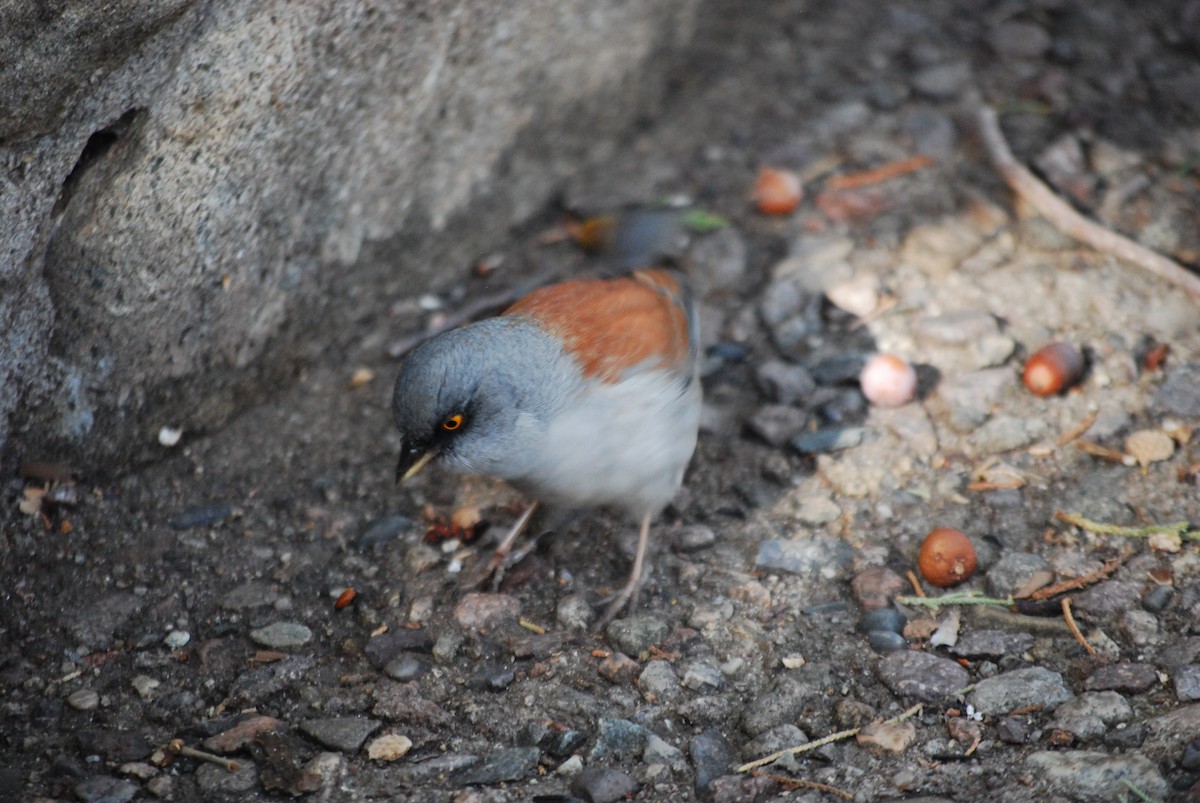 Yellow-eyed Junco - ML611572762