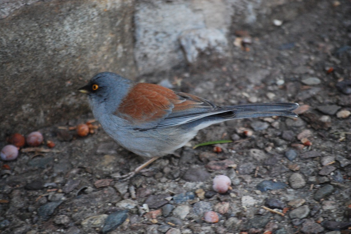 Yellow-eyed Junco - ML611572763