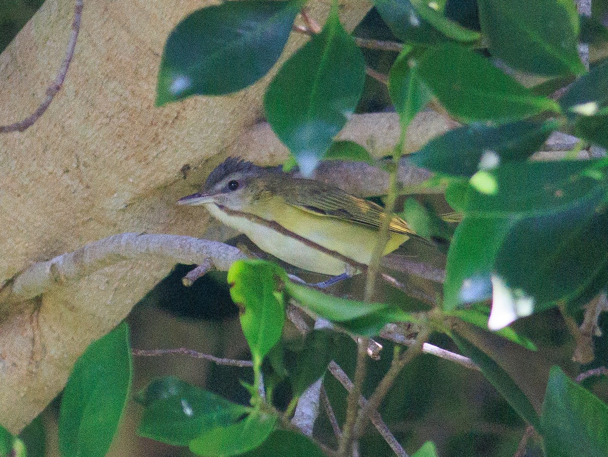 Yellow-green Vireo - ML611572816