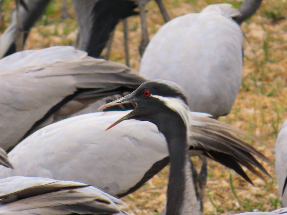 Demoiselle Crane - ML611572821