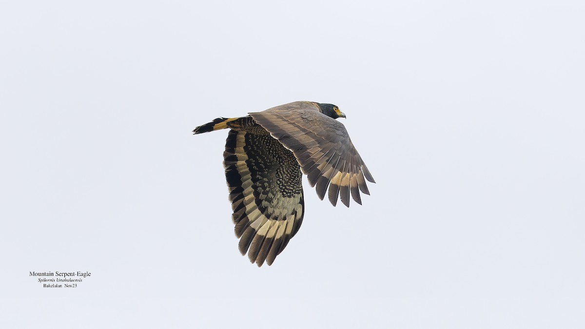 Mountain Serpent-Eagle - ML611572885