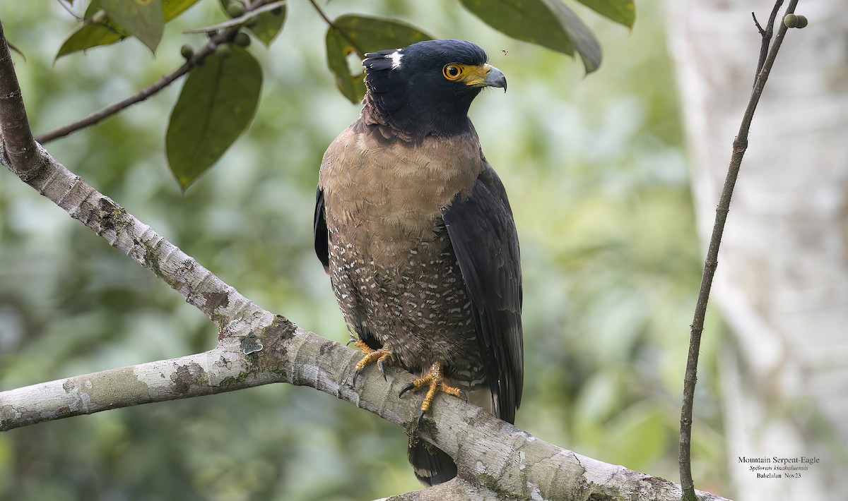 Mountain Serpent-Eagle - ML611572886