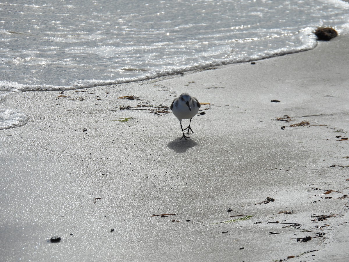 Bécasseau sanderling - ML611572904