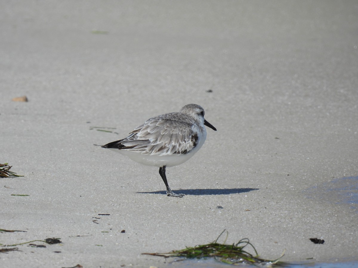 Sanderling - Janet Sippel