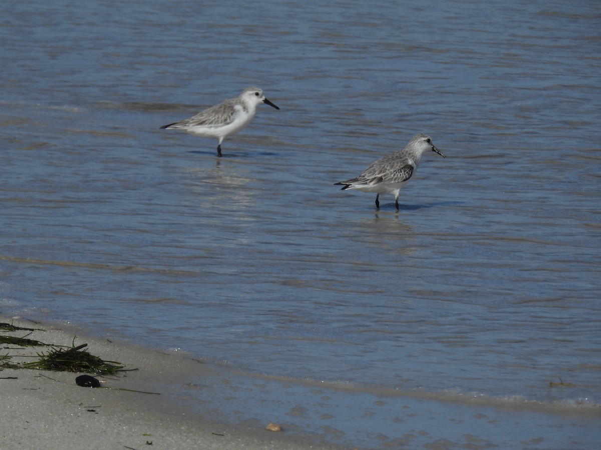 Bécasseau sanderling - ML611572908