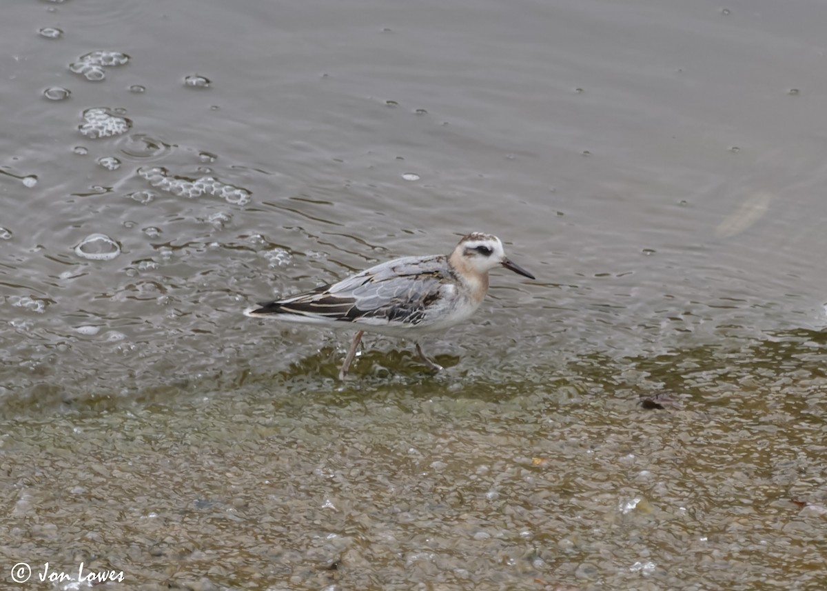 Red Phalarope - ML611572928