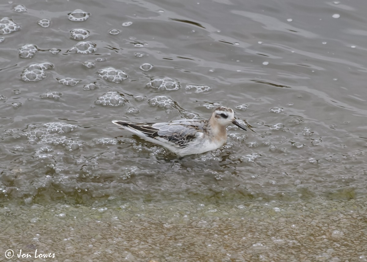 Red Phalarope - ML611572929