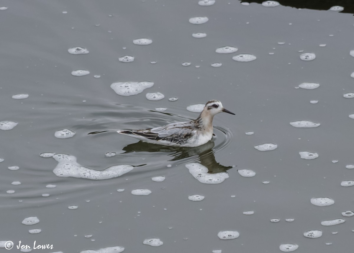 Red Phalarope - ML611572941