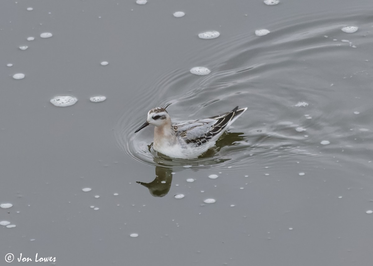 Red Phalarope - ML611572942