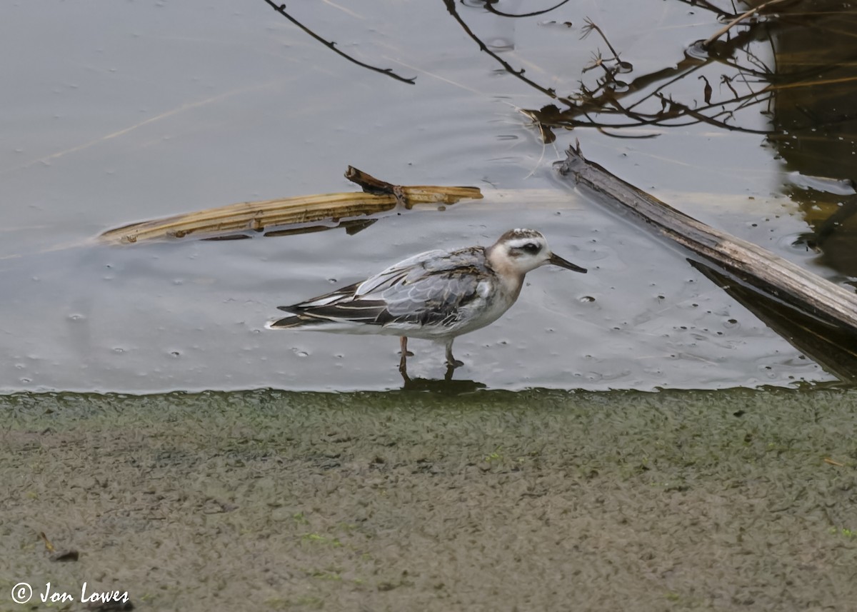 Red Phalarope - ML611572951