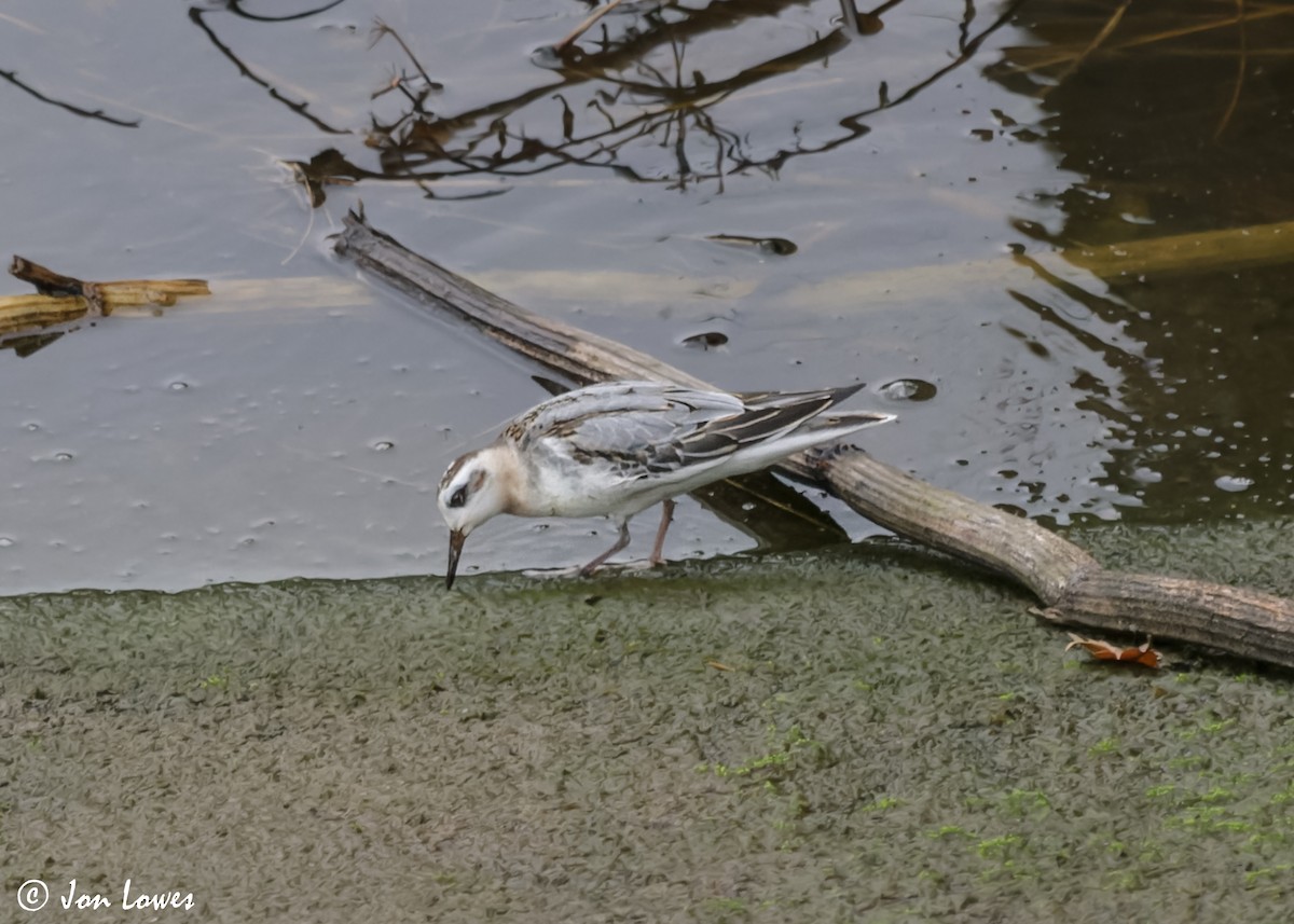 Red Phalarope - ML611572952