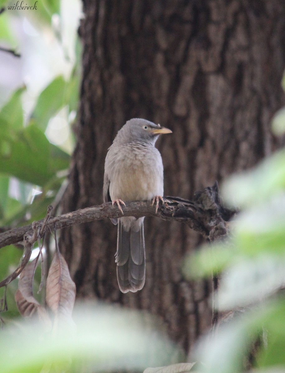 Jungle Babbler - ML611572955