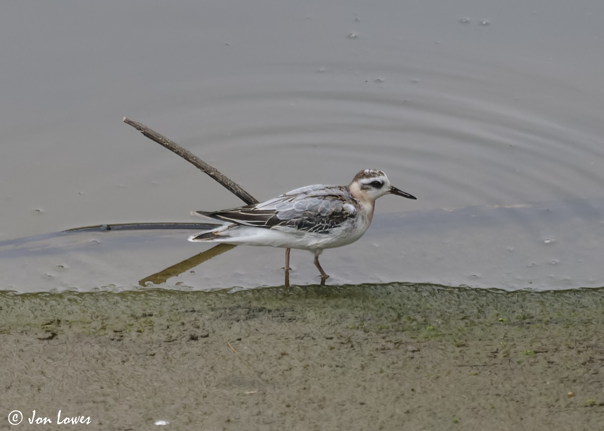 Red Phalarope - ML611572956