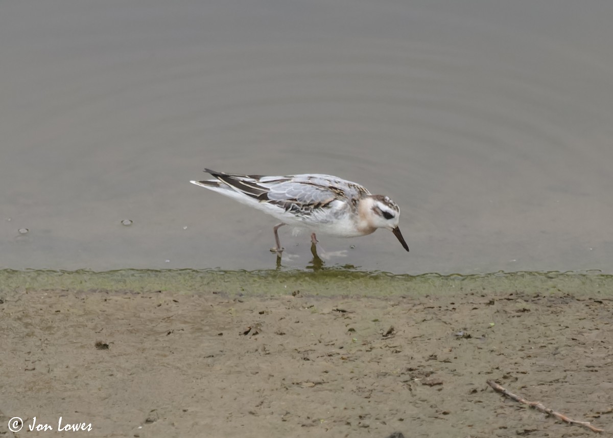 Red Phalarope - ML611572957