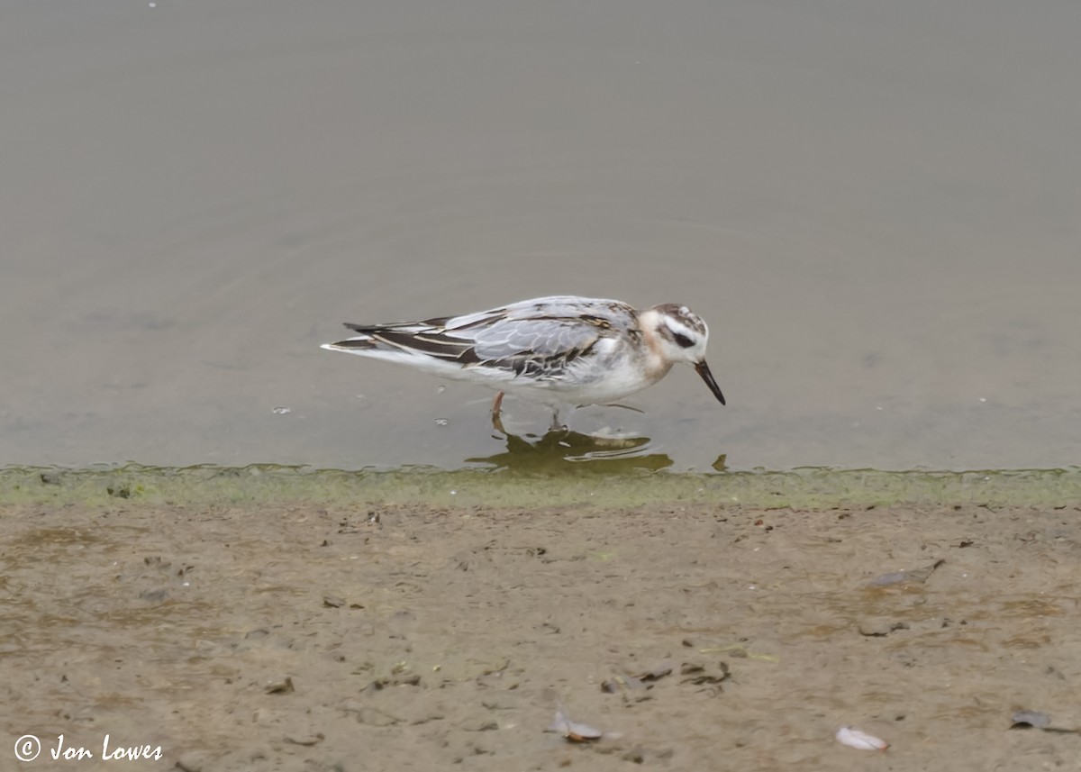 Red Phalarope - ML611572958