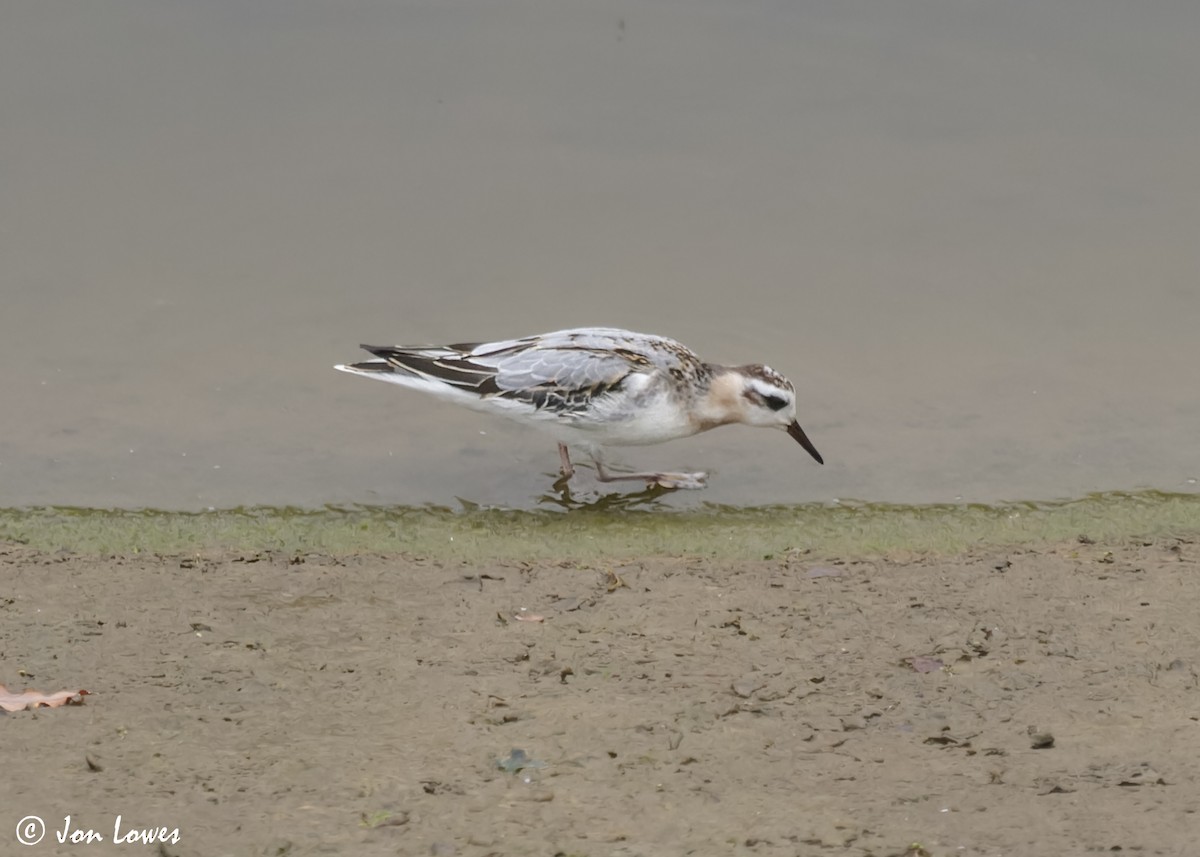 Red Phalarope - ML611572959