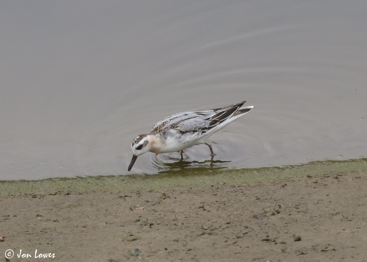 Red Phalarope - ML611572960