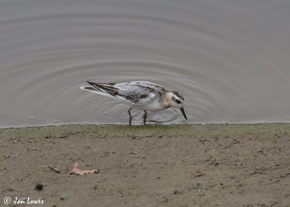 Red Phalarope - ML611572961