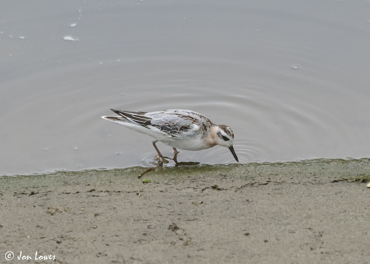 Red Phalarope - ML611572962