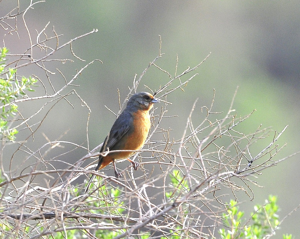 Cochabamba Mountain Finch - ML611572963