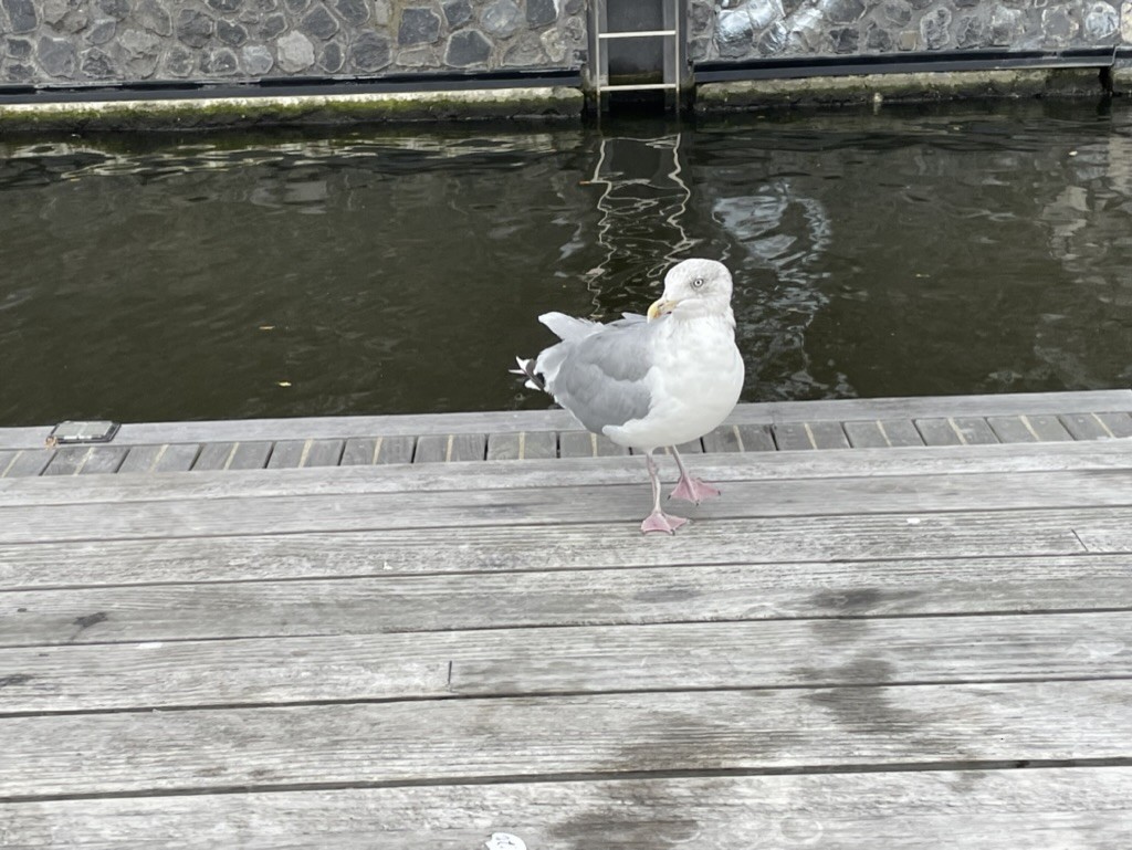 European Herring Gull - ML611572966