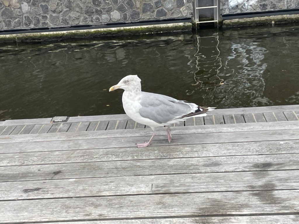 European Herring Gull - ML611572967