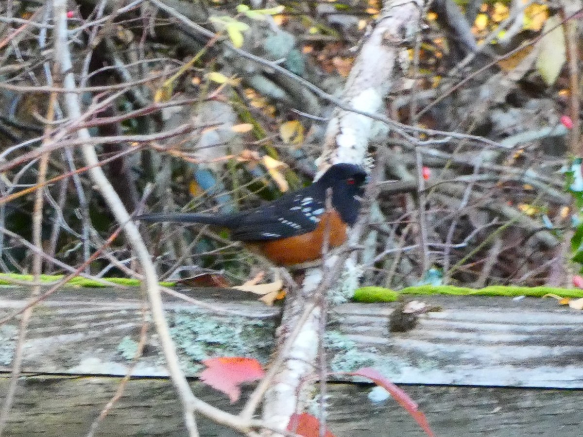 Spotted Towhee - Aldrin Leung