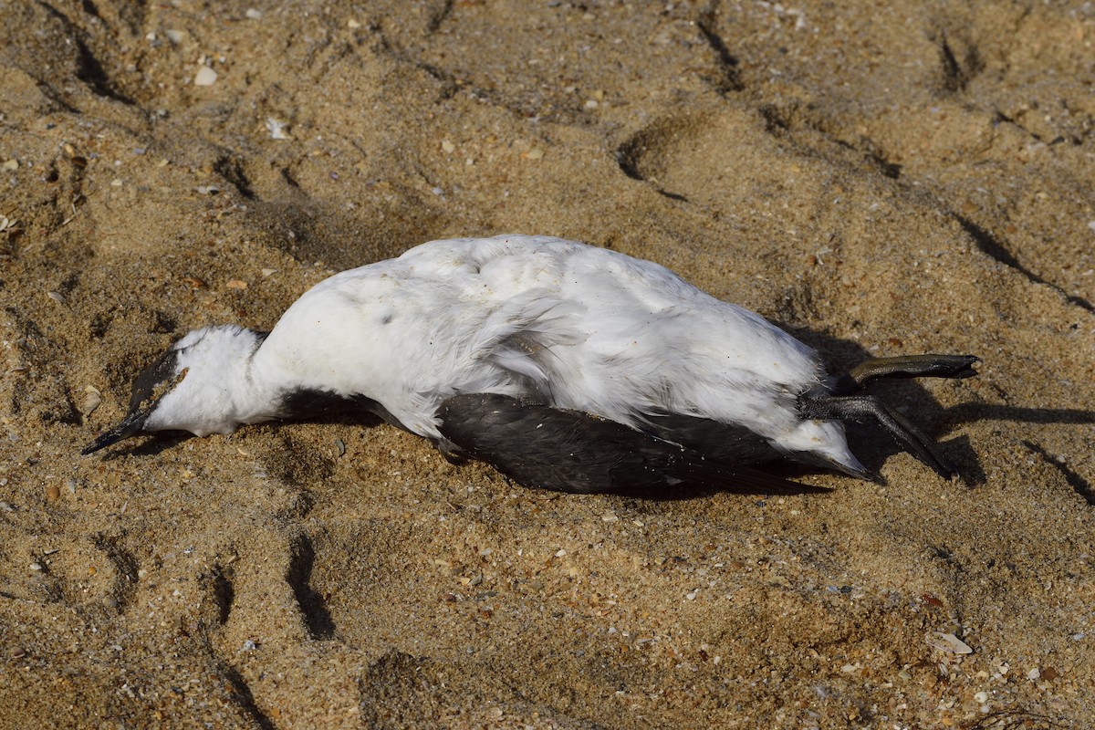 Common Murre - Carlos Carmona