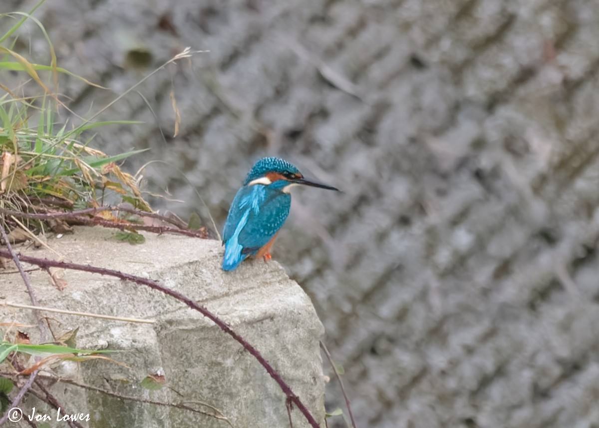 Common Kingfisher (Common) - ML611573106
