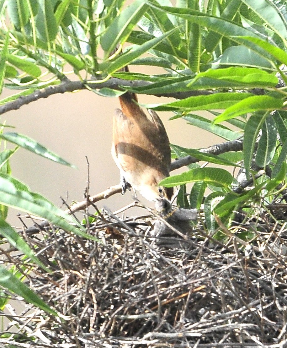 Spot-breasted Thornbird - ML611573159