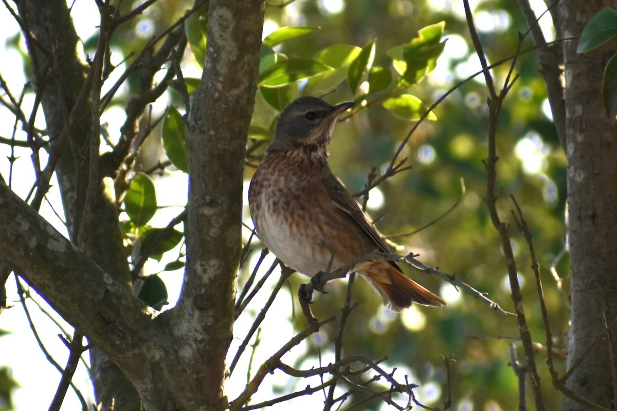 Naumann's Thrush - John Marriott