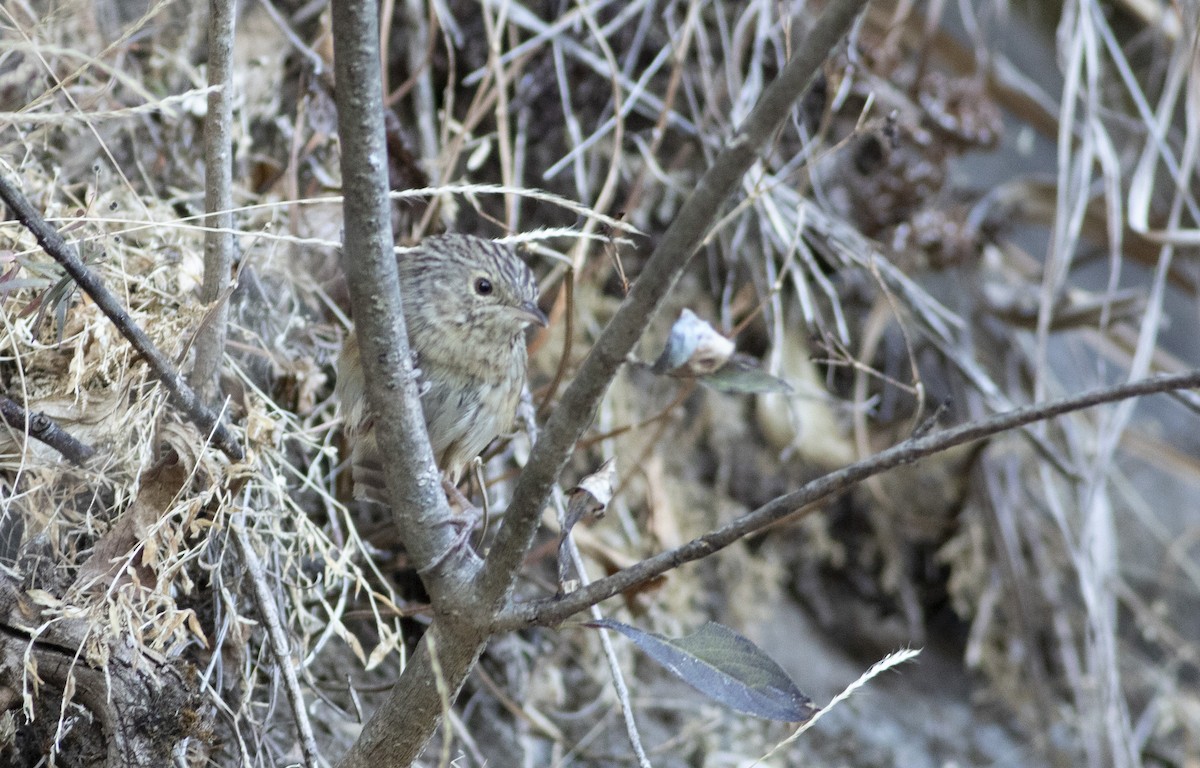 Prinia crinigère - ML611573179